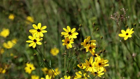 Coreopsis-Tripteris-Nordamerikanische-Blütenpflanzenart-Aus-Der-Familie-Der-Asteraceae