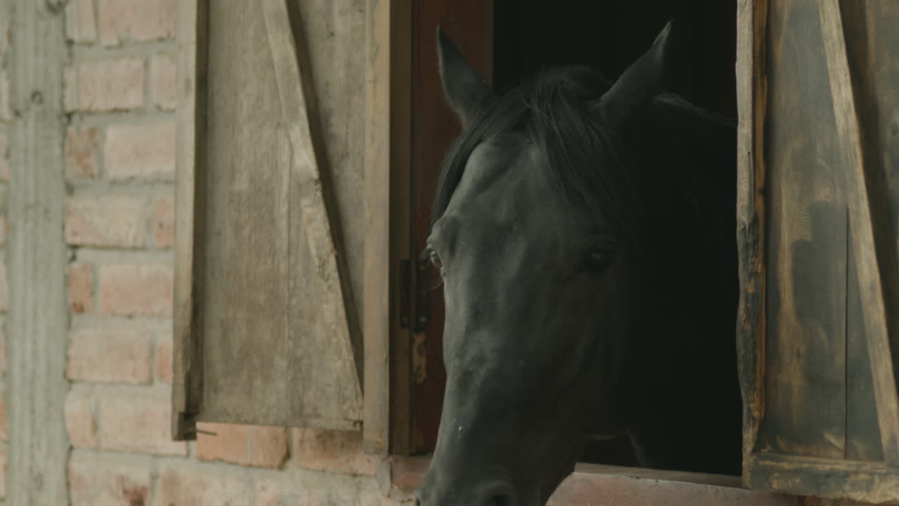 Clip of a beautiful black horse peering through a stable window. The image conveys calm, a connection with nature, and rural life.