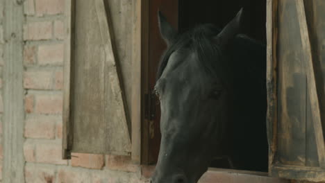 clip of a beautiful black horse peering through a stable window. the image conveys calm, a connection with nature, and rural life.
