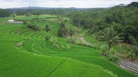 video de drones de hermosos campos de arroz en terrazas verdes con algunos cocoteros
