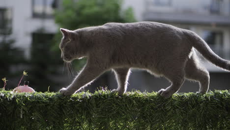 British-shorthair-blue-cat-walking-along-the-ledge-of-the-terrace,-the-ledge-covered-with-an-artificial-grass