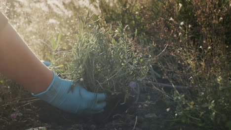 gardener planting lavender in his garden