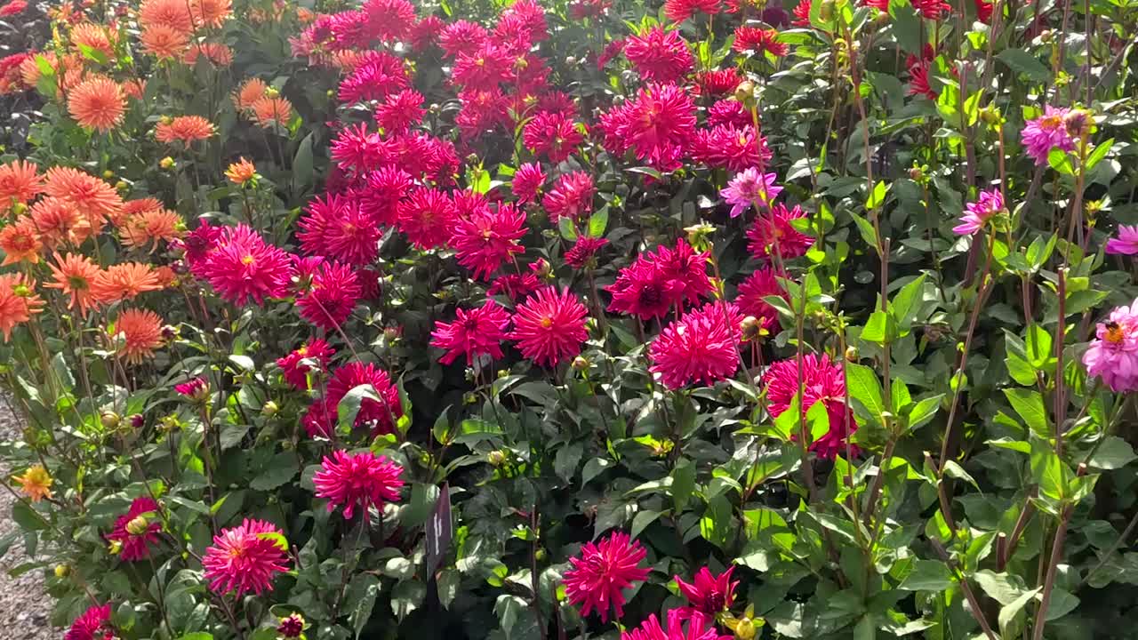 Mjuk kamerarörelse glider förbi täta klasar av blommande rosa och orange dahliablommor.