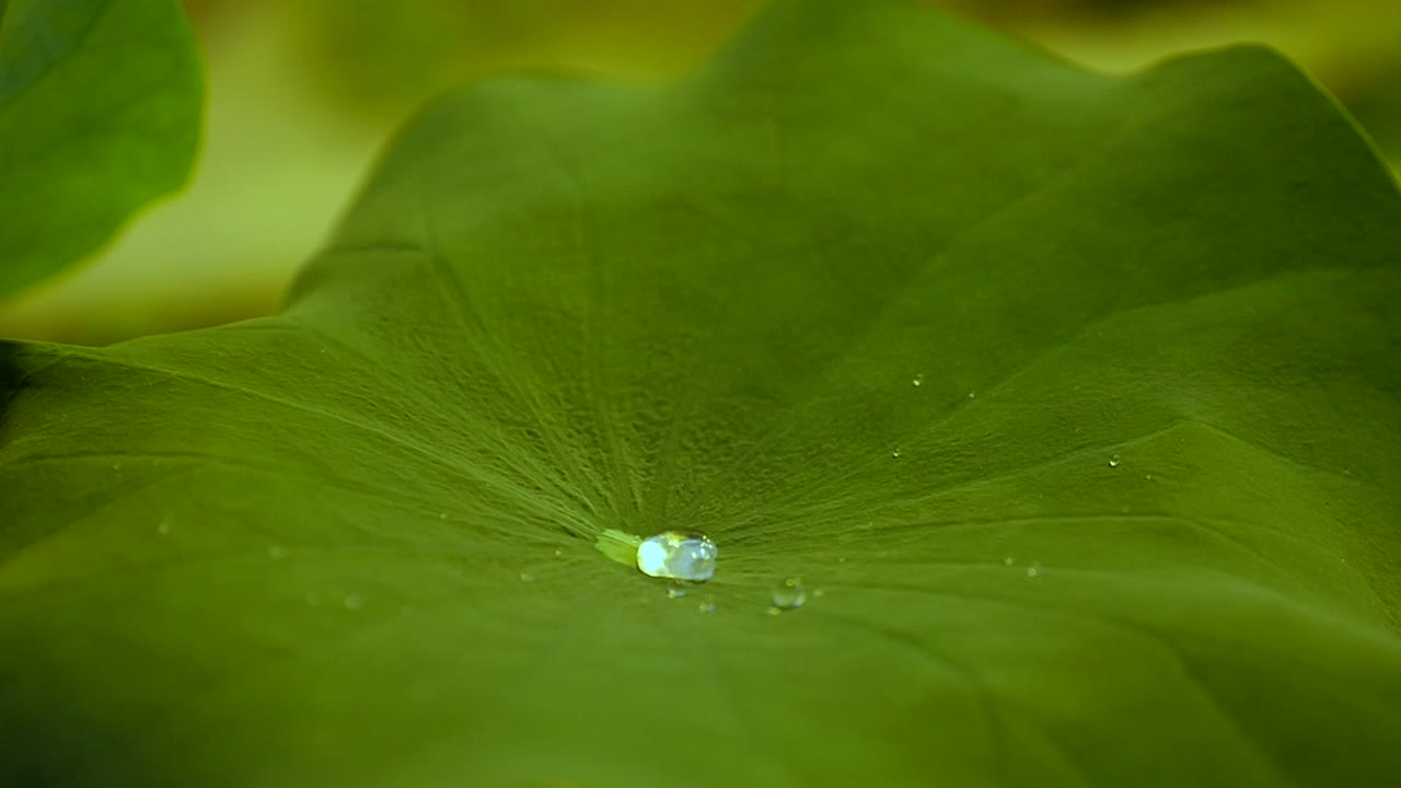 gotas de agua que caen sobre una hoja de loto, son repelidas por el efecto de loto y luego se acumulan en el medio de la hoja, todo en cámara lenta