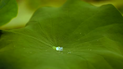 Wassertropfen,-Die-Auf-Ein-Lotusblatt-Fallen,-Vom-Lotuseffekt-Abgestoßen-Und-Dann-In-Der-Mitte-Des-Blattes-Gesammelt-Werden,-Alles-In-Zeitlupe