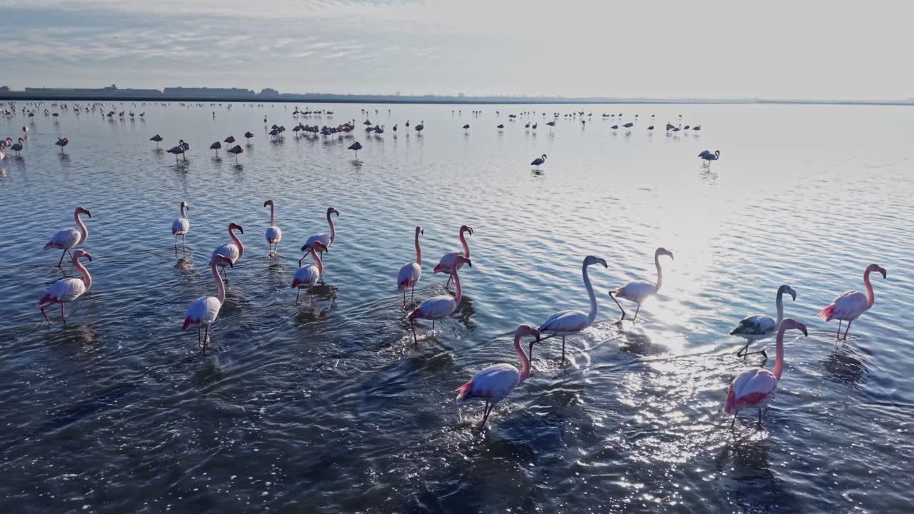 Flamingos gather in shallow water during a sunny day by wetlands