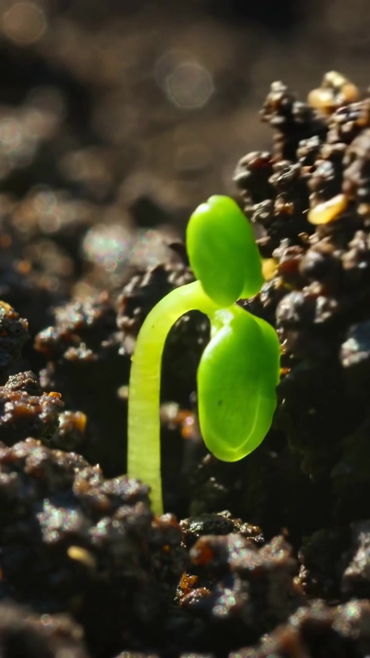 Video verticale: Germoglio pallido che emerge, spuntando da terreno umido in vaso al sole, mostrando i cotiledoni.