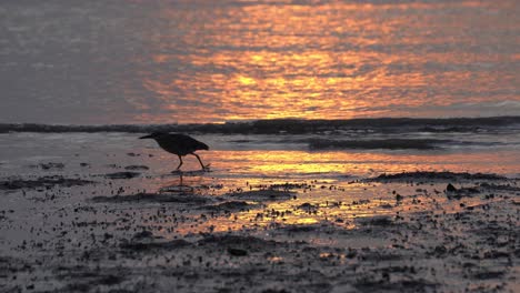 Silhouette-heron-bird-walk-at-muddy-coastline