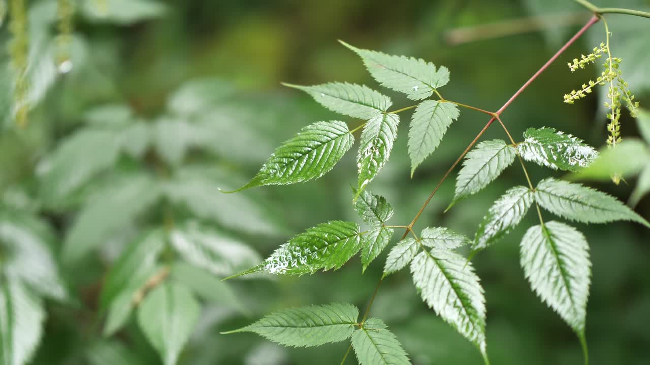 las hojas de las plantas herbáceas en el bosque de obersee nafels, suiza, durante el día.