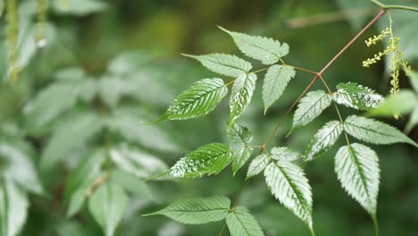 the leaves of herbal plants in the forest of obersee nafels switzerland during daytime - close up shot