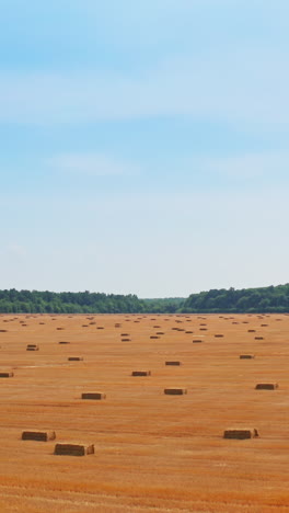 flying above the cut wheat field with multiple hay bales on. huge yellow plantation limited by the green forest. blue sky backdrop. vertical video