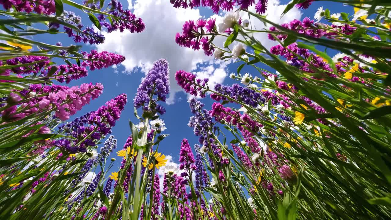 Vibrant wildflowers shot from a low angle against a bright blue sky with clouds, creating a dynamic
