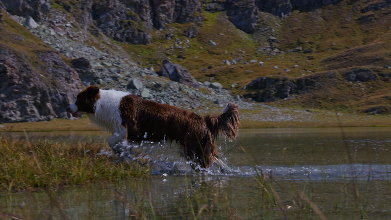 Peaceful summer hike in the Swiss Alps near Mauvoisin, Val de Bagnes, with a border collie enjoying nature, alpine trails, and the turquoise Lac de Mauvoisin under clear blue skies.