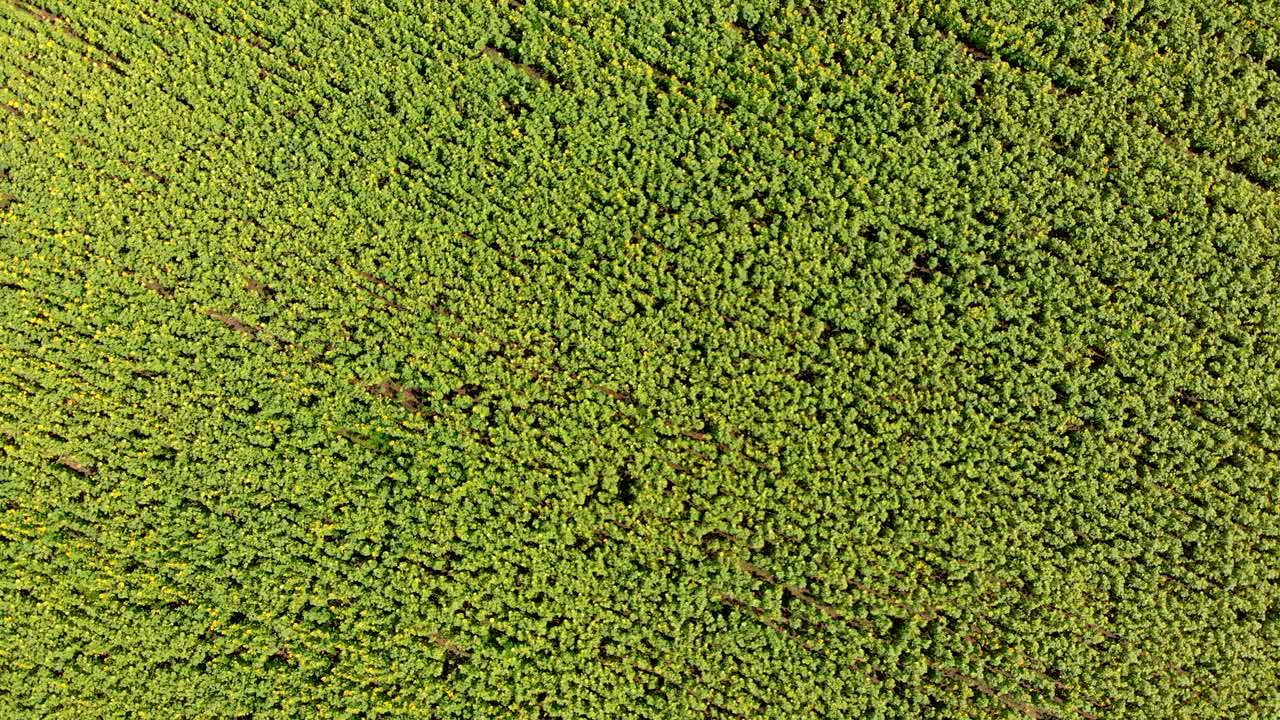 Top view on Sunflower Field from the Drone, Moving Across a Yellow Field