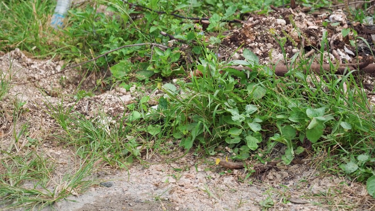 Primo piano di piante verdi ed erba che crescono su terreno sabbioso con piccoli fiori gialli visibili. Ambiente naturale esterno che presenta varie forme di foglie, steli, dettagli della texture del terreno sparsi.