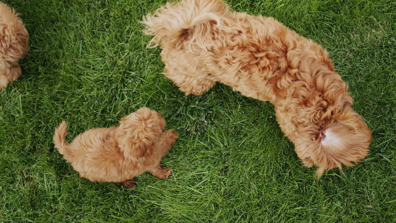 un caniche marrón con un cachorro pequeño yace en la hierba. el cachorro se fusiona con el perro grande, es difícil verlo