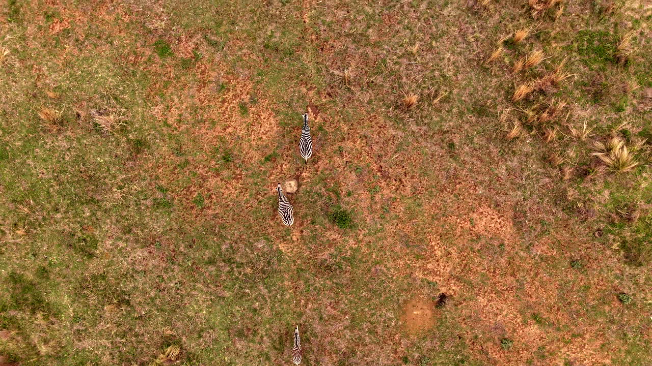 야외의 잔디로 된 풍경 을 가로질러 단일 줄 로 달리는 제브라 의 면