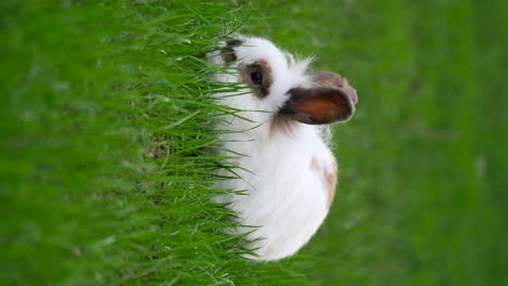 fluffy white rabbit in grass