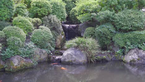 pequeña cascada con peces koi en un estanque dentro del jardín paisajístico japonés