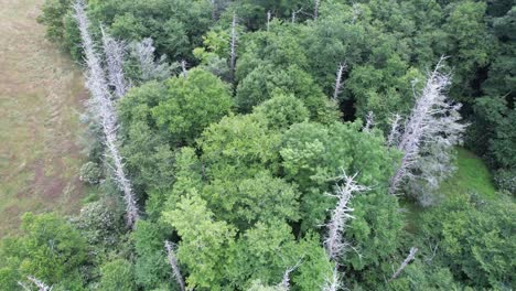 Flying-Over-Dead-Hemlocks-in-Appalachian-Mountains-and-Blue-Ridge-Mountains-off-the-Blue-Ridge-Parkway-near-Boone-NC,-North-Carolina