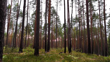a damaged pine forest with burnt tree trunks and minimal vegetation in latvia.