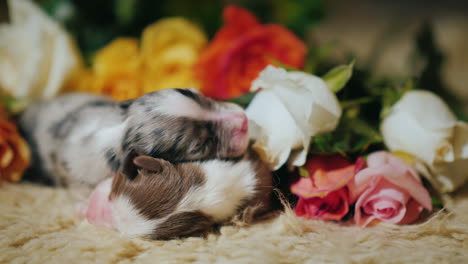 newborn australian shepherd puppies