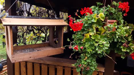 Birds-eating-from-bird-feeder-in-late-Autumn,-near-the-red-flower-hanging-in-the-pot