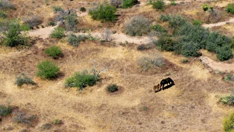 retroceso aéreo para revelar la yegua de caballo salvaje y su potro pastando en la reserva montañosa del desierto, scottsdale, arizona
