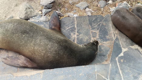 Leones-Marinos-Relajándose-En-Escalones-De-Piedra-En-Playa-De-Oro-En-San-Cristobal