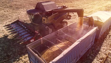 máquina para separar granos de maíz que trabaja en el campo y llenar el remolque del tractor con maíz. hora de otoño. vista aérea