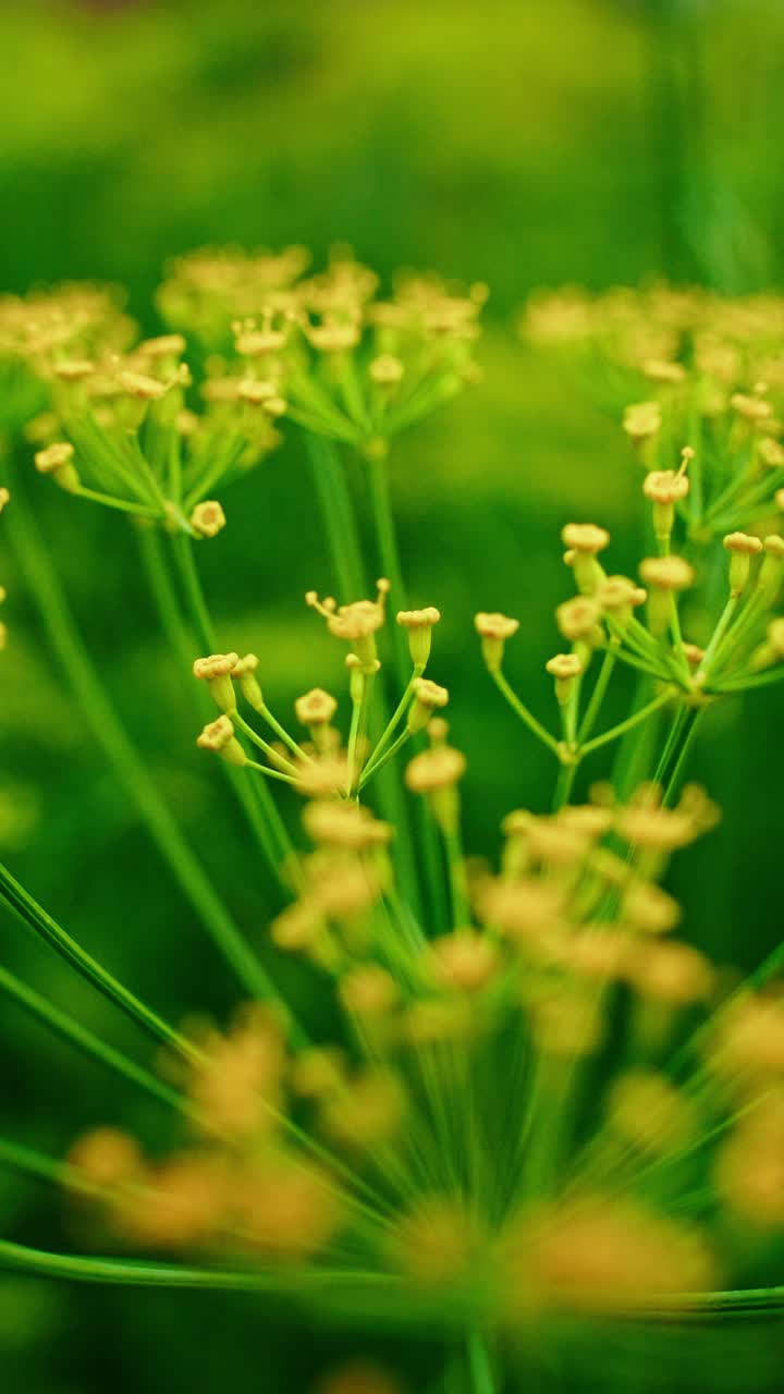 In a lush green setting, delicate yellow flowers bloom vibrantly. They sway gently as soft winds pass through, creating a serene atmosphere filled with nature's beauty