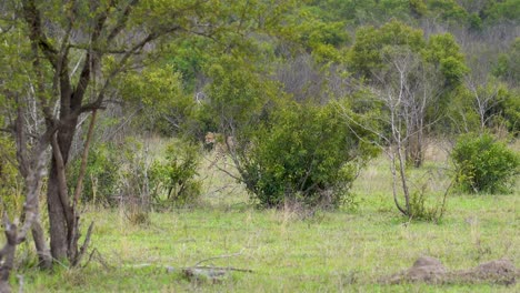 Ein-Einsamer-Gepard,-Der-Durch-Dichte-Akazienbüsche-Läuft-Und-Nach-Beute-Sucht,-Kruger,-Acinonyx-Jubatus-Jubatus