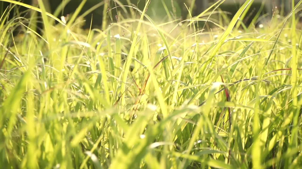 una escena pacífica de la luz del sol filtrándose a través de la hierba alta mientras se balancea suavemente en la brisa