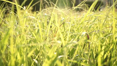 una escena pacífica de la luz del sol filtrándose a través de la hierba alta mientras se balancea suavemente en la brisa