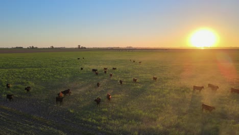 Ganado-Vacuno-Criado-En-Las-Exuberantes-Pampas-De-América-Del-Sur,-Revelación-De-Drones,-Puesta-De-Sol