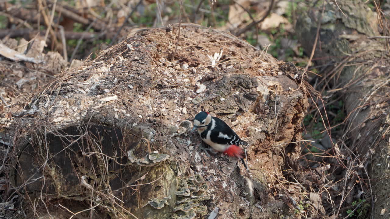 el macho del gran pájaro carpintero manchado se alimenta picoteando un agujero en un tronco podrido en el bosque de seúl de primavera - movimiento lento de primer plano