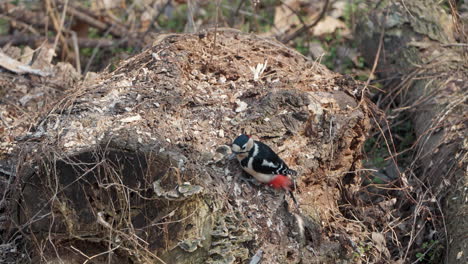 Gran-Pájaro-Carpintero-Manchado-Macho-Alimentándose-De-Un-Agujero-De-Picoteo-En-Un-árbol-Podrido-En-El-Bosque-De-Primavera-De-Seúl---Primer-Plano-En-Cámara-Lenta