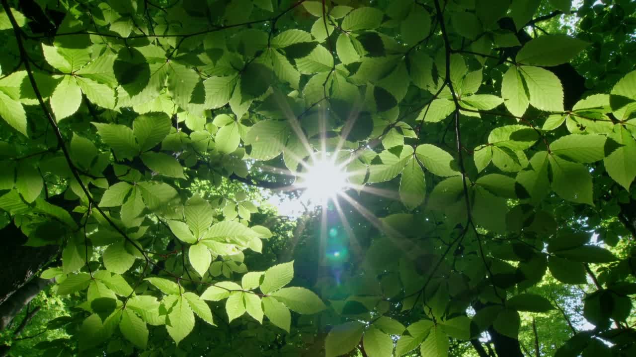 Un rayo de sol aparece creando orbes en la lente, las hojas de una rama en movimiento lo bloquean y reaparecen mostrando una luz moteada.