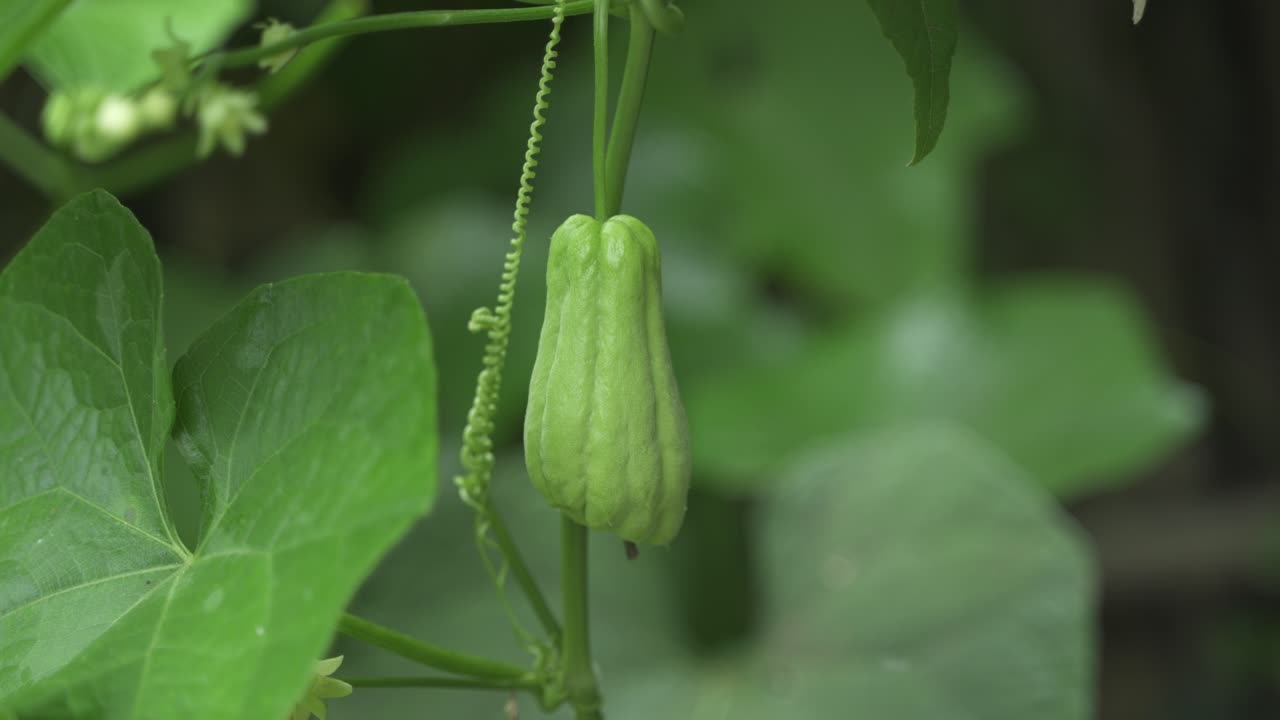 la calabaza es un vegetal que crece en los árboles