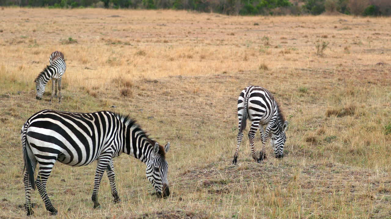 Zebre al pascolo nella Riserva Nazionale Masai Mara, Kenya - Inquadratura ampia.