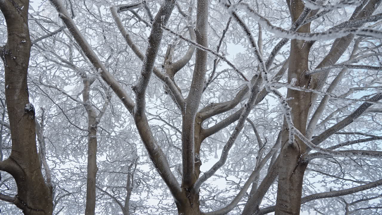 Frozen winter trees covered in snow, branches outlined with icy frost