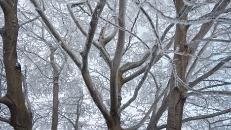 frozen winter trees covered in snow, branches outlined with icy frost