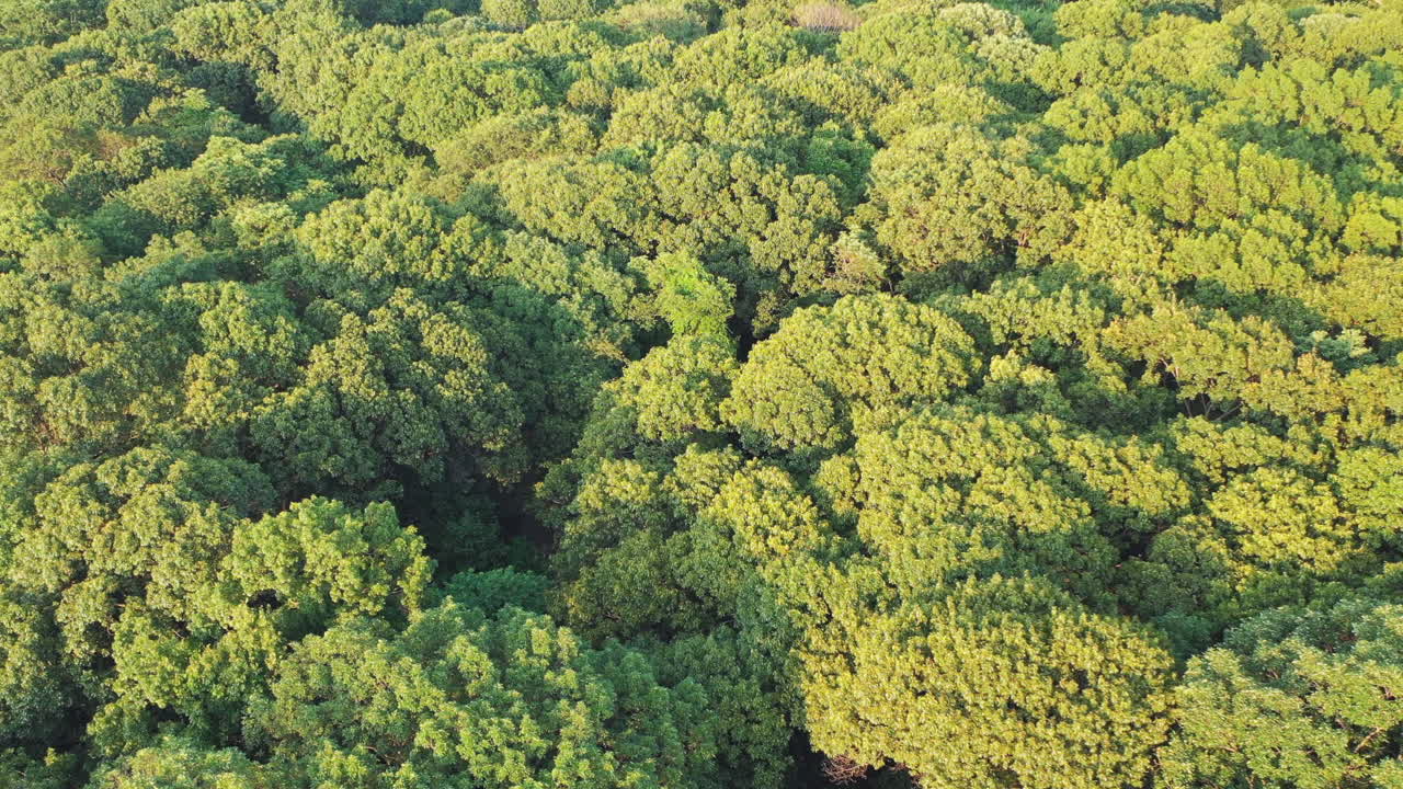 aerial crane shot above the green tree tops then full tilt down