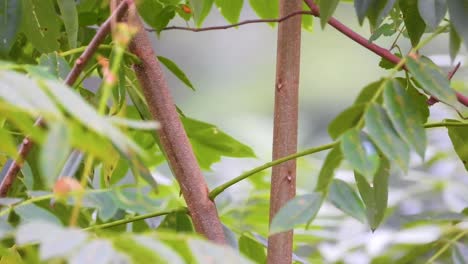 cuco ardilla de color naranja que salta de una rama en la jungla de colombia