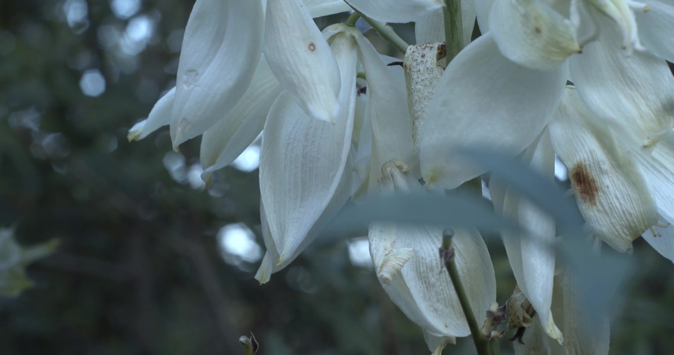 Close-up detalhado de Flores de Yucca Brancas, Yucca filamentosa (Agulha de Adão), em ambiente natural ao ar livre com luz suave