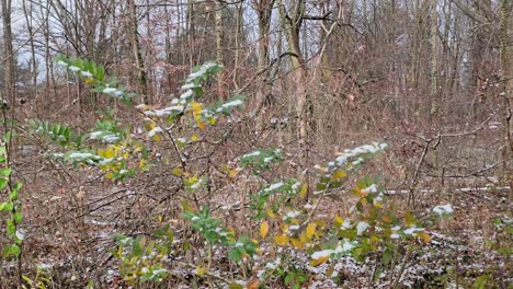 Green-grasses-filled-with-white-snow-on-the-ground