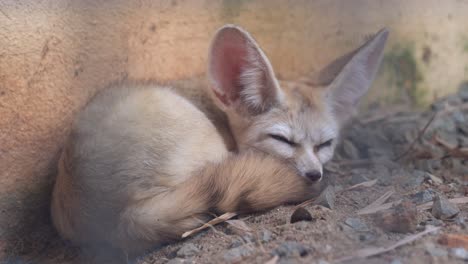 mirando a través de la jaula capturando un zorro fennec, vulpes zerda, un pequeño zorro crepuscular que se queda dormido en una tarde relajada en un ambiente cerrado en el parque de vida silvestre langkawi, malasia