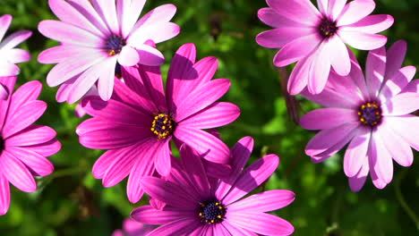 Cámara-Panorámica-Sobre-Hermosas-Flores-De-Gerbera-Rosa-En-Un-Jardín-De-Primavera