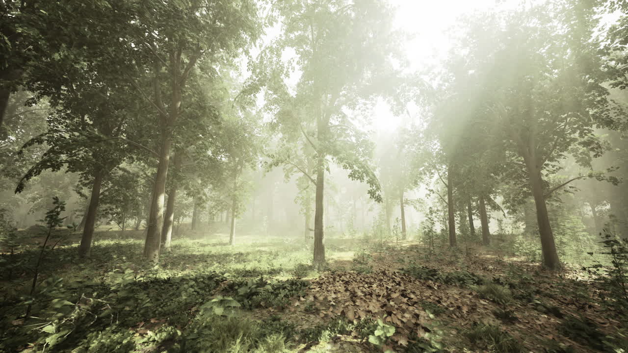 Sunlight pours through a dense forest illuminating the leaves and ground