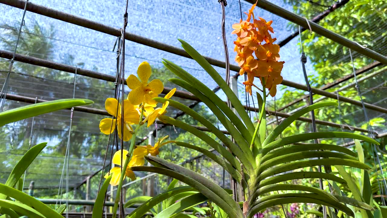 яркие орхидеи в пышном саду